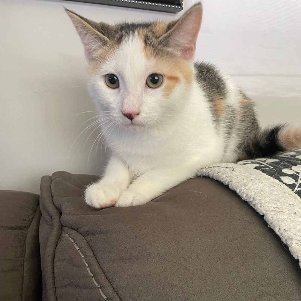 Meet your Posher, Jamia